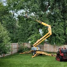 Best Hedge Trimming  in Delano, CA