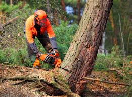 Best Utility Line Clearance  in Delano, CA