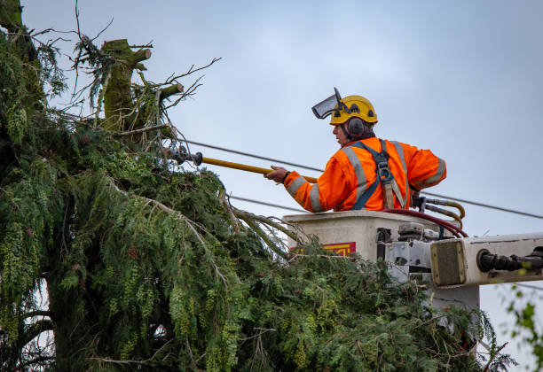 Best Hazardous Tree Removal  in Delano, CA