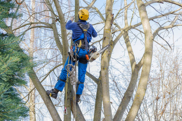 Seasonal Cleanup in Delano, CA