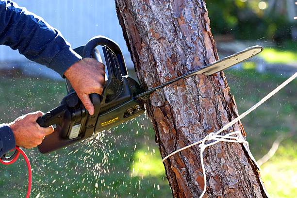  Delano, CA Tree Services Pros