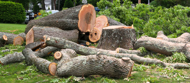 Best Tree Risk Assessment  in Delano, CA