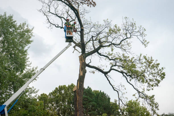 How Our Tree Care Process Works  in  Delano, CA