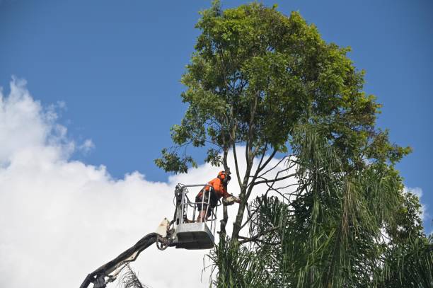 Best Commercial Tree Services  in Delano, CA