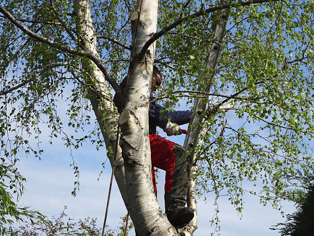 Best Leaf Removal  in Delano, CA