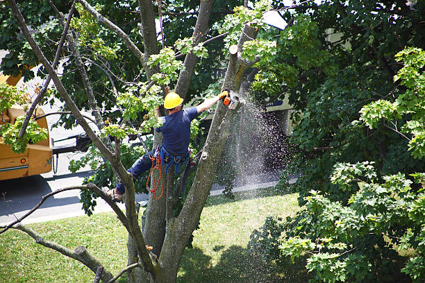 Best Seasonal Cleanup  in Delano, CA