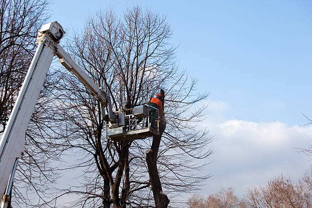 Best Tree Mulching  in Delano, CA