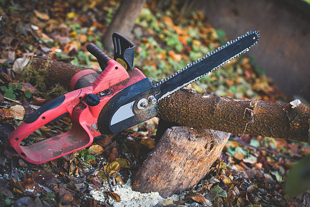 Best Stump Grinding and Removal  in Delano, CA