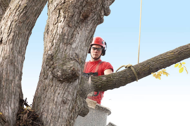 Best Fruit Tree Pruning  in Delano, CA